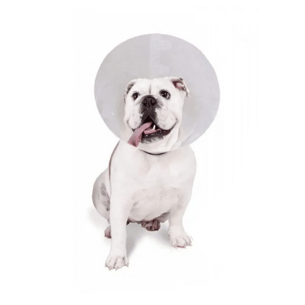 Collar Isabelino 7.5 cm