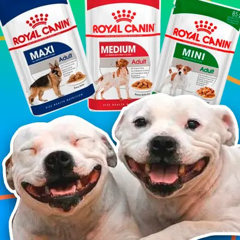 Alimentos húmedos para perros | TusMascotas.cl