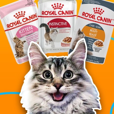 Alimentos húmedos para gatos | TusMascotas.cl