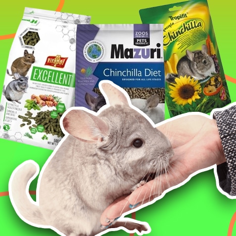 Alimentos para chinchillas | TusMascotas.cl
