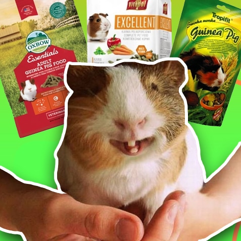 Alimentos para cobayas | TusMascotas.cl