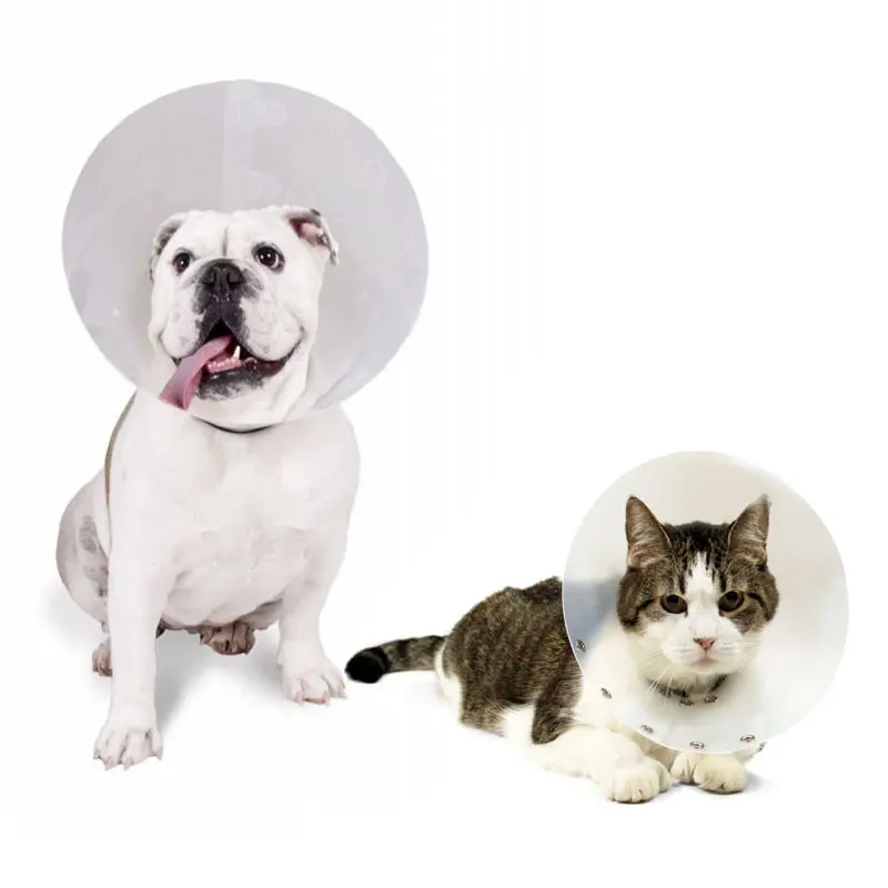 Collar Isabelino 7.5 cm Collar Isabelino 7.5 cm