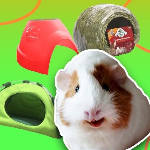Camas y escondites para cobayas | TusMascotas.cl