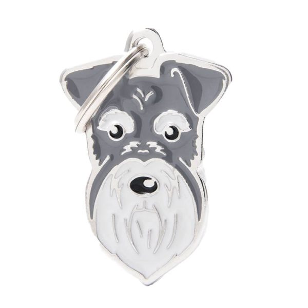 Pepper And Salt Schnauzer Chapita My Family