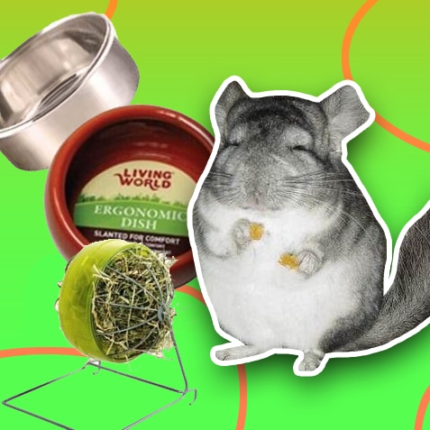 Comederos y heneras para Chinchillas | TusMascotas.cl