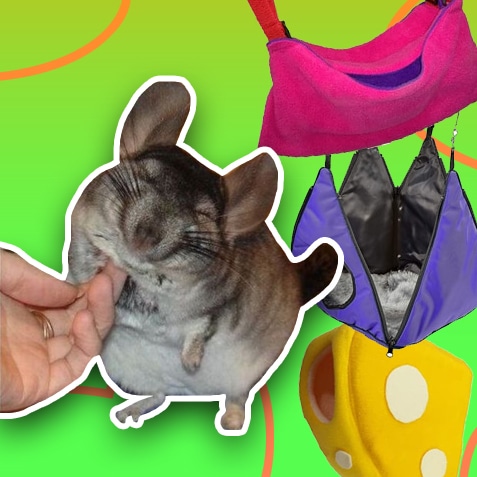Camas y escondites para chinchillas | TusMascotas.cl