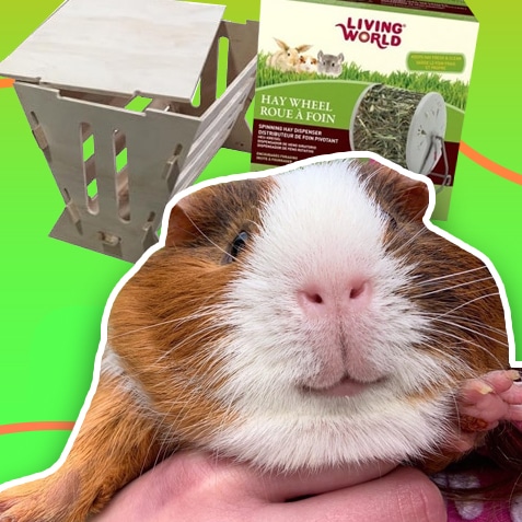 Comedero y Heneras en TusMascotas.cl