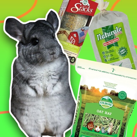 Heno para chinchillas | TusMascotas.cl