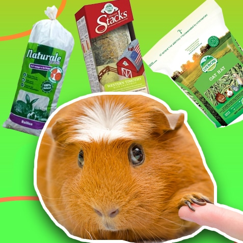 Heno para cobayas | TusMascotas.cl