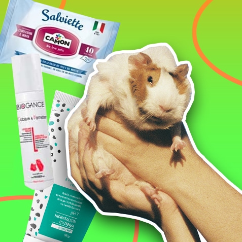 Higiene para cobayas | TusMascotas.cl