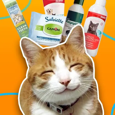 Higiene para gatos | TusMascotas.cl