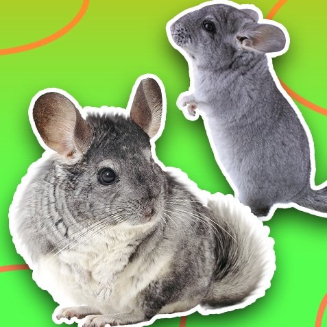 Los mejores productos para chinchillas | TusMascotas.cl
