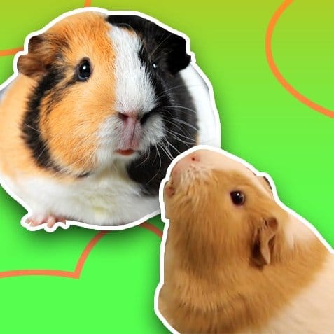 Productos para cobayas | TusMascotas.cl