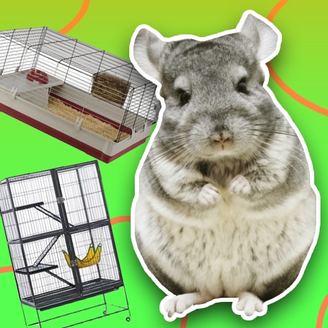Jaulas y corrales para chinchillas | TusMascotas.cl