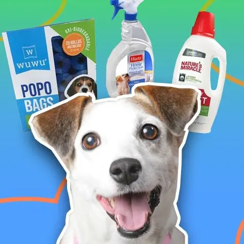 Productos para la limpieza de tu perro | TusMascotas.cl