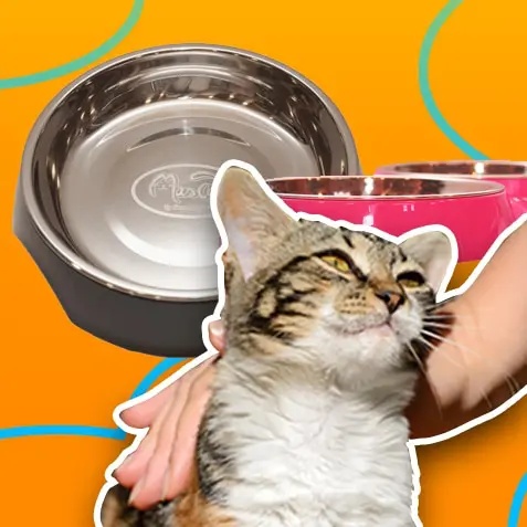 Platos y alimentadores para gatos | TusMascotas.cl