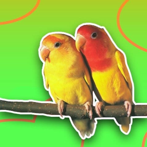 Productos para aves | TusMascotas.cl