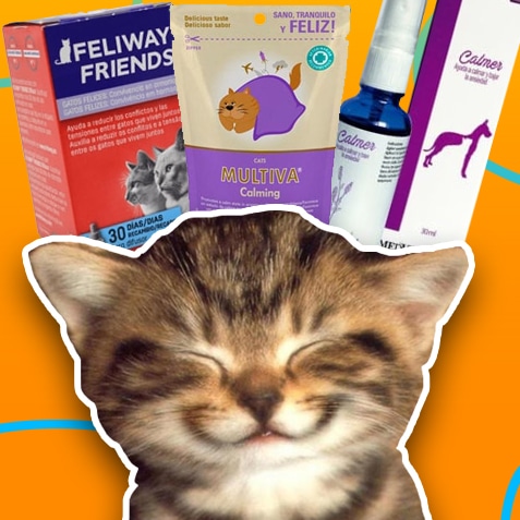 Productos calmantes para gatos | TusMascotas.cl