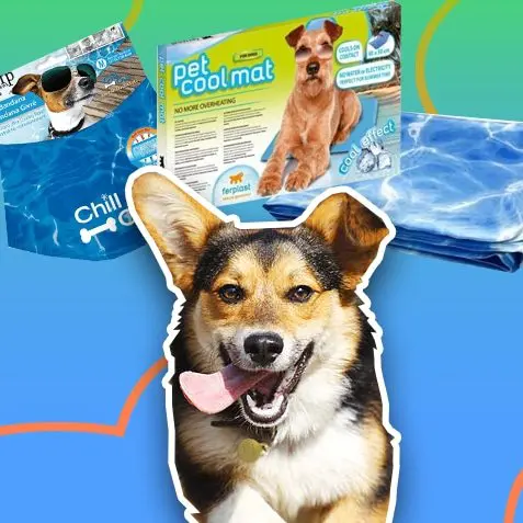Productos refrescantes para perros | TusMascotas.cl
