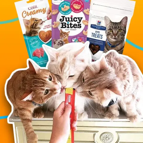 Snacks para gatos | TusMascotas.cl