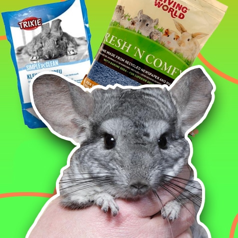 Sustrato y letrinas para chinchillas | TusMascotas.cl