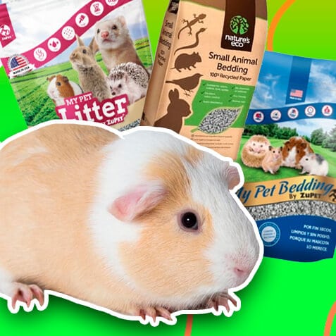 Sustratos y letrinas para cobayas | TusMascotas.cl