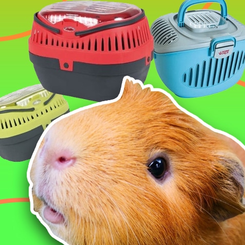 Transportadores para Cobayas | TusMascotas.cl