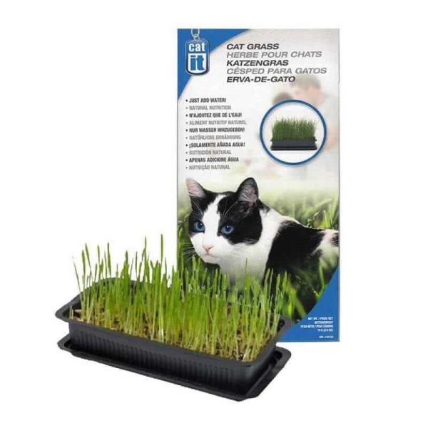 Pasto Natural Para Gatos - Cat It