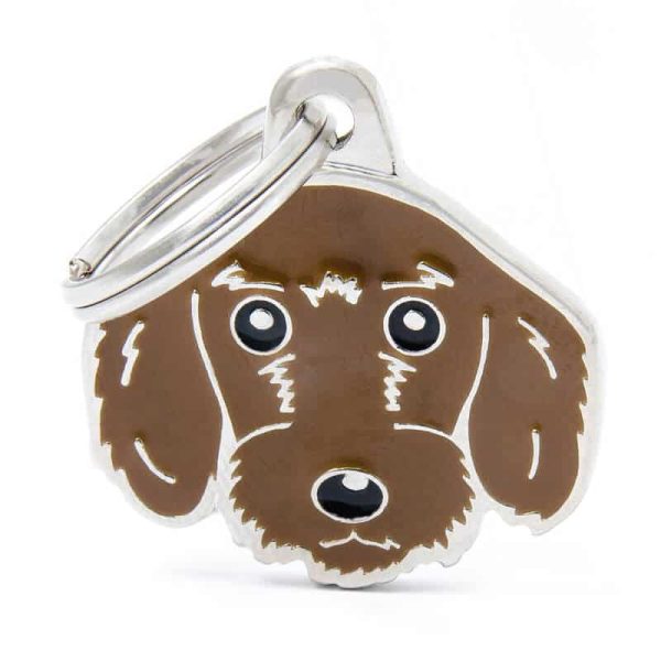 Fawn Wire-Haired Dachshund Chapita My Family