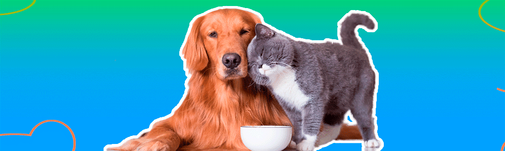 Conceptos de nutrición en perros y gatos. — 
