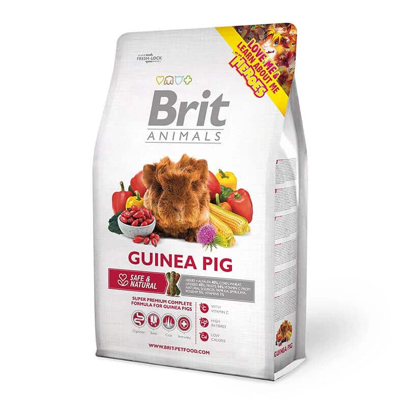 BRIT GUINEA PIG