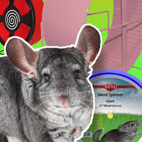 Ruedas para chinchillas