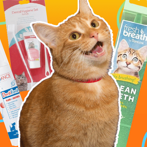 higiene dental para gatos