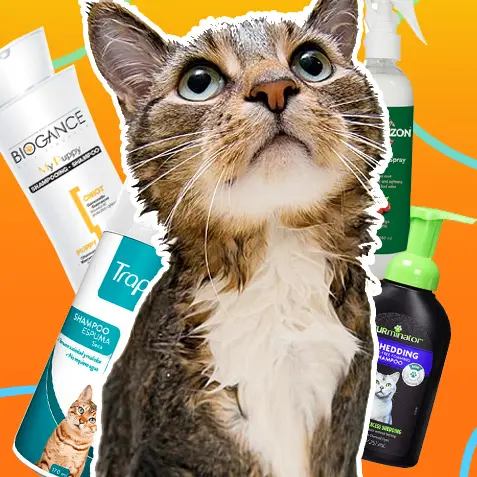 Shampoo para gatos