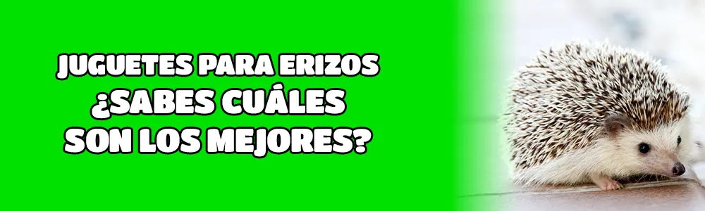 Juguetes para erizos ¿sabes cuáles son los mejores?