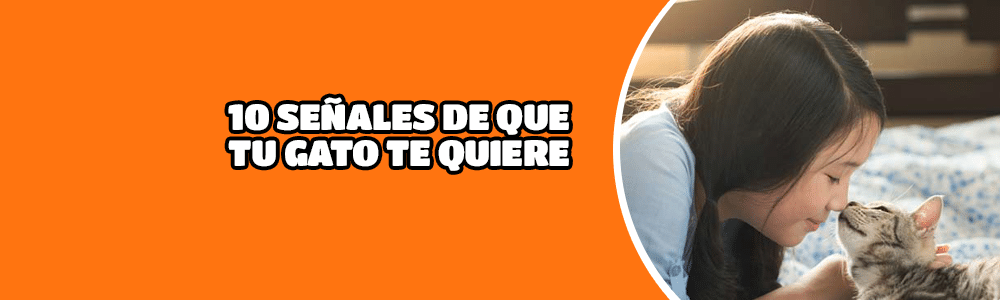 10 señales de que tu gato te quiere