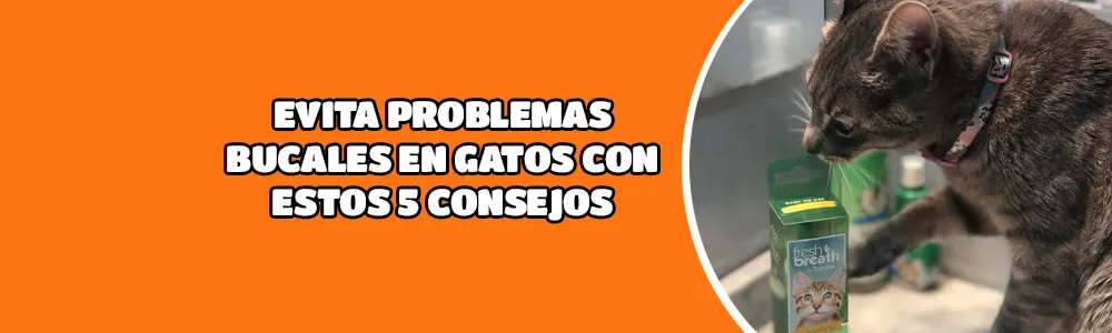 Evita problemas bucales en gatos con estos consejos