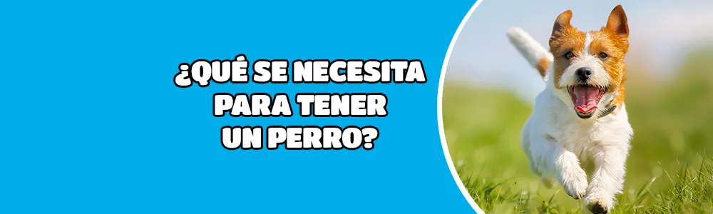 ¿Qué se necesita para tener un perro?