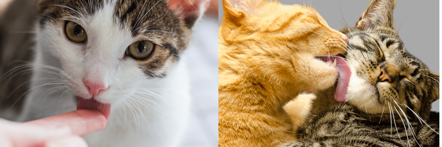 10 curiosidades sobre los gatos