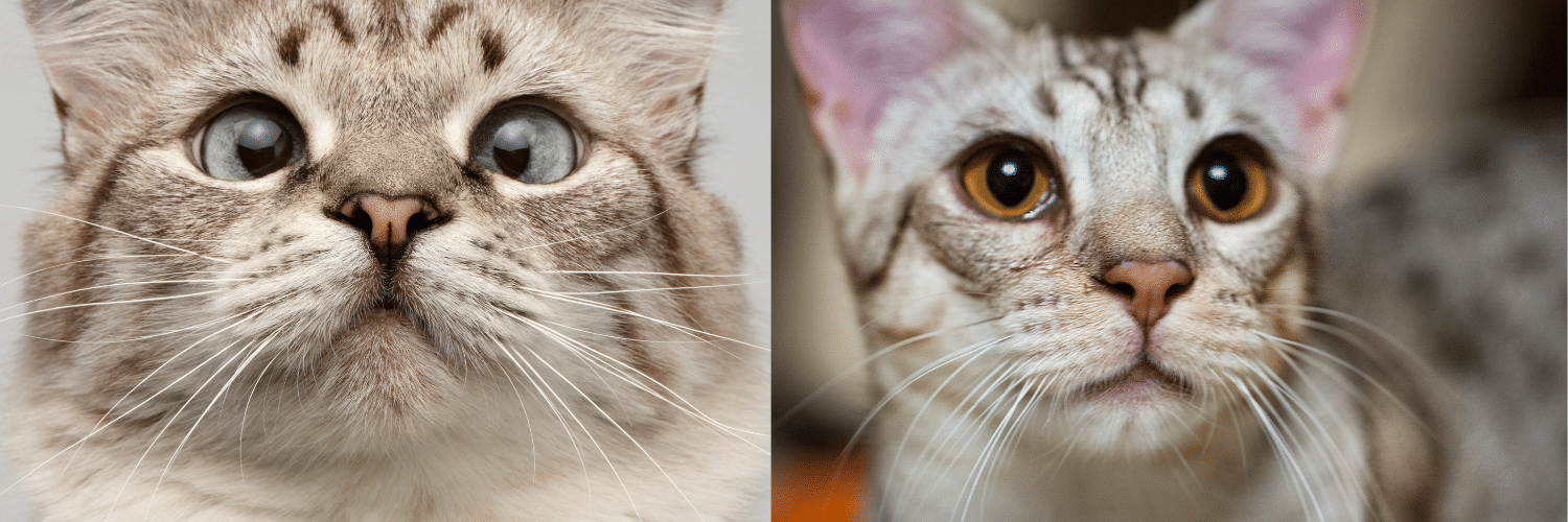 10 curiosidades sobre los gatos