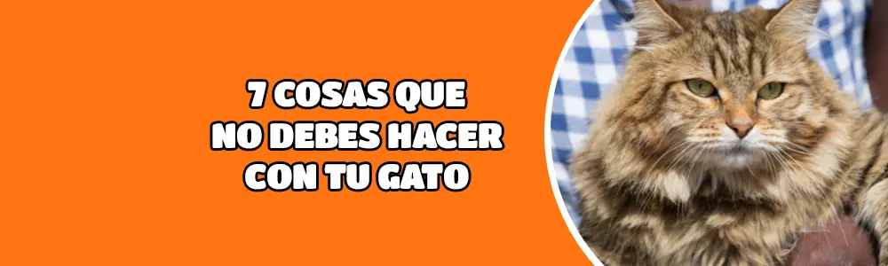 7 cosas que no debes hacer con tu gato