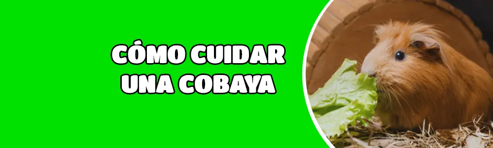 Cómo cuidar una cobaya