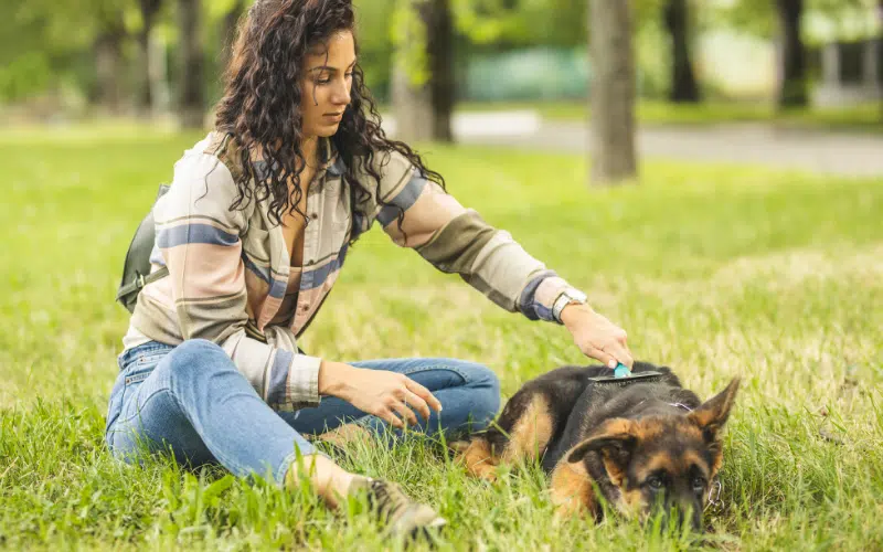 Tipo de cepillos para perros según su pelaje