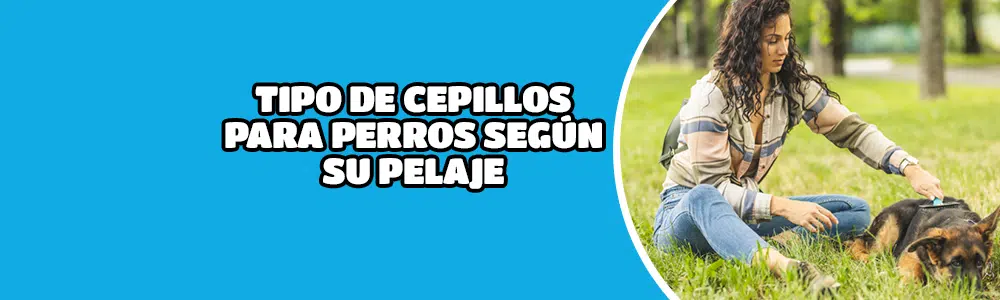 Tipos de cepillos para perros según su pelaje