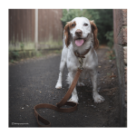 Collar de perro de cuero red 50 cm