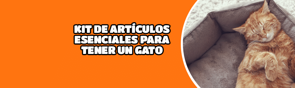 kit de artículos esenciales para tener un gato