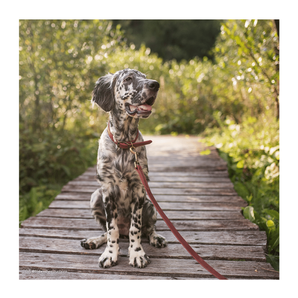 Collar de perro de cuero red 40 cm – Coastal
