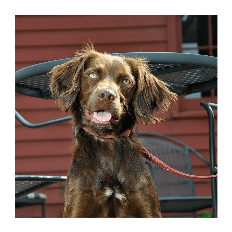Collar de perro red cuero rustico 40 cm – Coastal