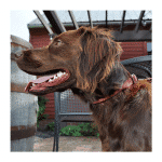 Collar de perro red cuero rustico 40 cm – Coastal