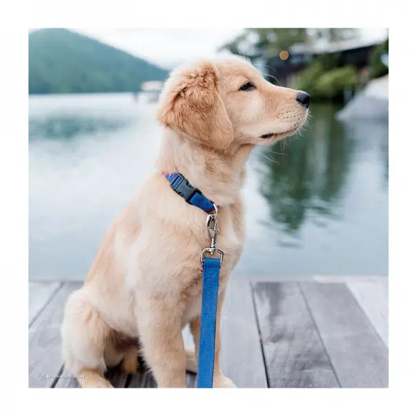 Collar Soya Indigo L – Coastal